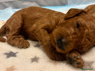 Miniature Poodle dogs **All Reserved** Stunning Deep Red Mini Poodle - Advert 4