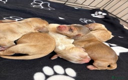Cocker Spaniel dogs for sale: Show type cocker spaniel  - Image 4