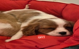Cavalier King Charles Spaniel dogs for sale: Beautiful Cavalier King Charles Puppies - Image 18