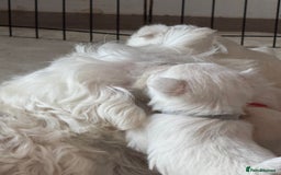 West Highland Terrier dogs for sale: KC West Highland Terrier - Image 19