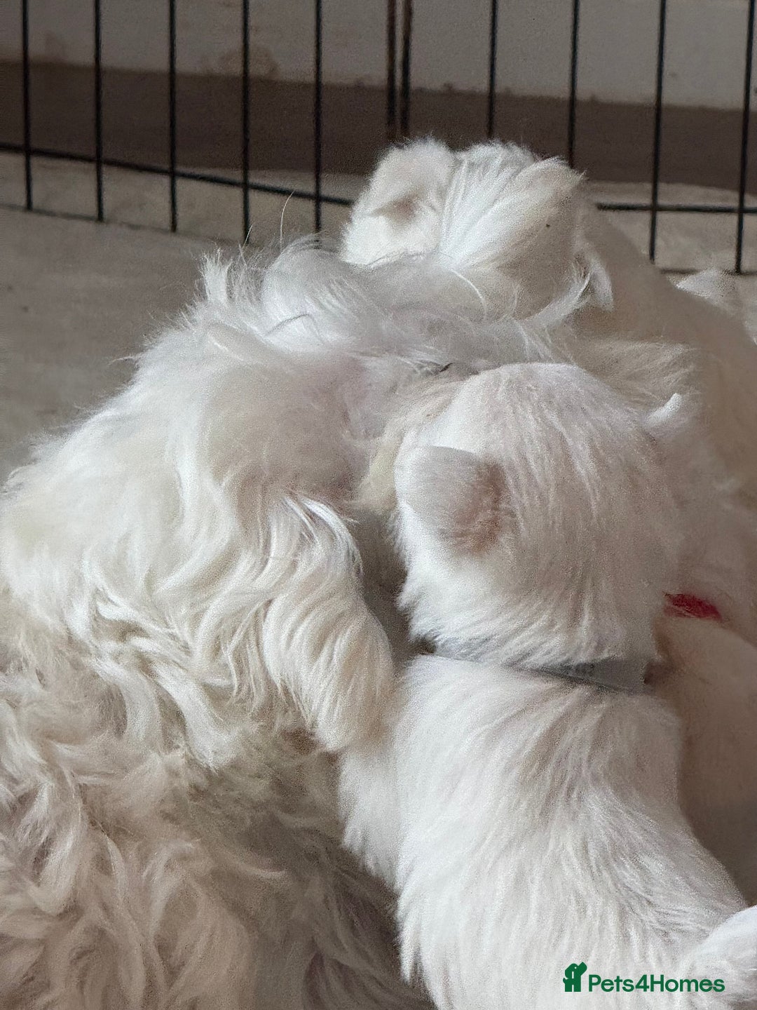 West Highland Terrier dogs for sale: KC West Highland Terrier - Image 19