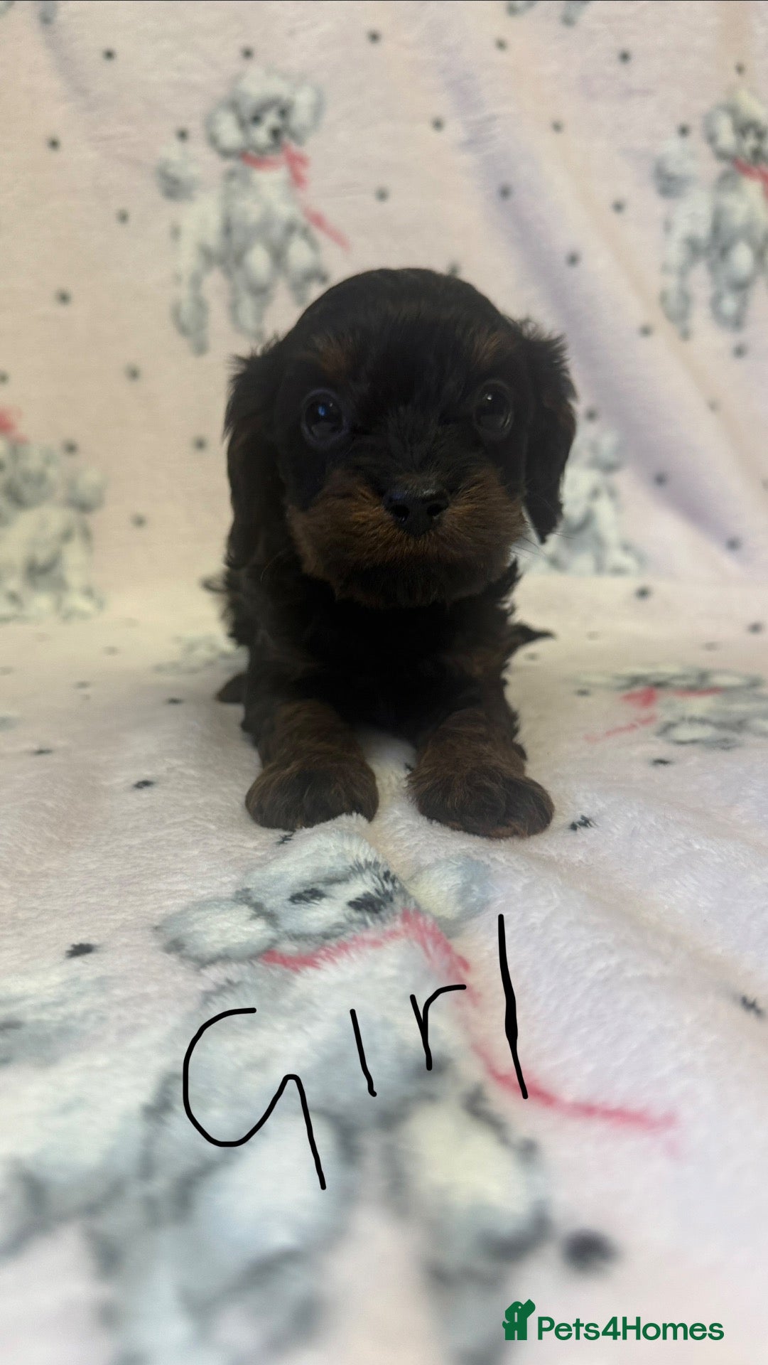 Cavapoo dogs Gorgeous Cavapoo Puppies 🐶 - Advert 12