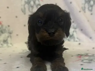 Cavapoo dogs Gorgeous Cavapoo Puppies 🐶 - Advert 1