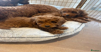 Labradoodle dogs - Advert 5