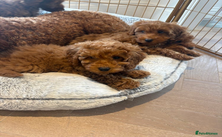 Labradoodle dogs - Advert 3