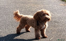 Cockapoo dogs for stud: Goregous Red F1 Cockapoo for Stud - Image 6