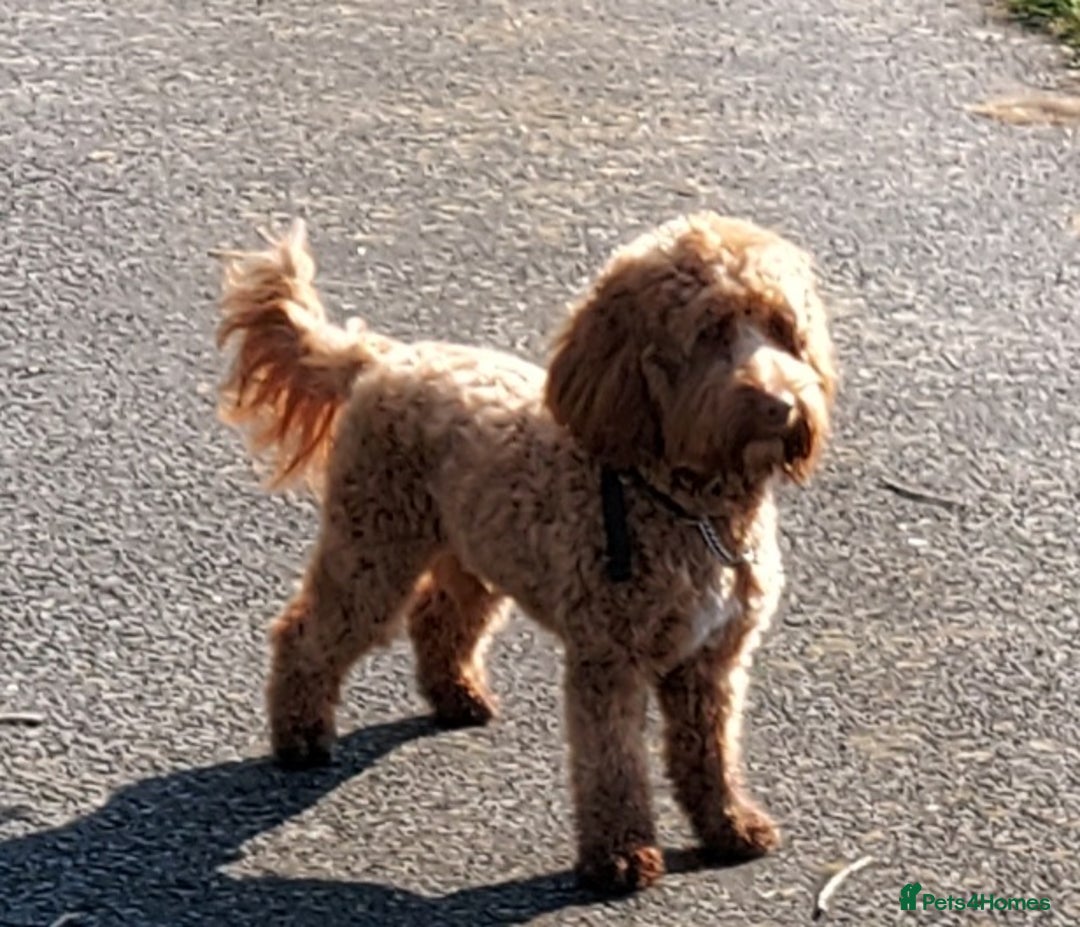 Cockapoo dogs for stud: Goregous Red F1 Cockapoo for Stud - Image 6