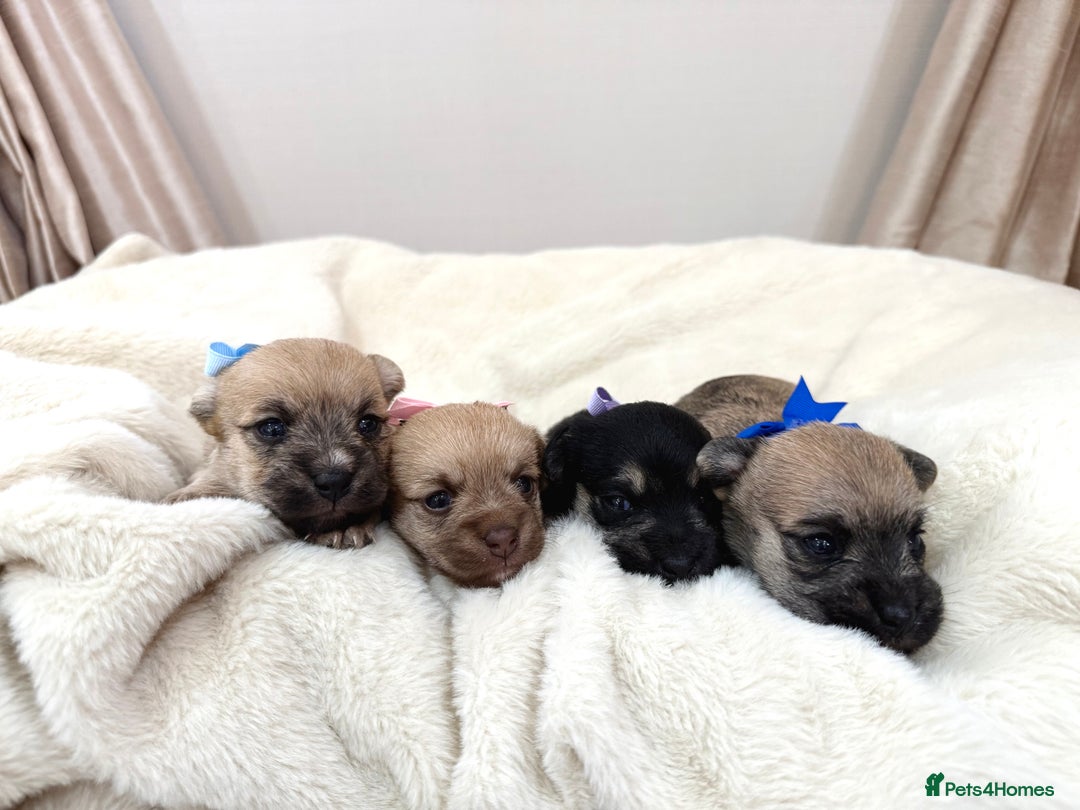 Jack Russell dogs for sale: Much Wenlock Jack Russell Pups  - Image 4