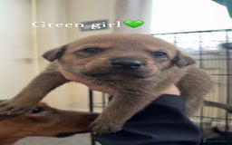 Mixed Breed dogs for sale: German Shepherd Mix Puppies - Image 7