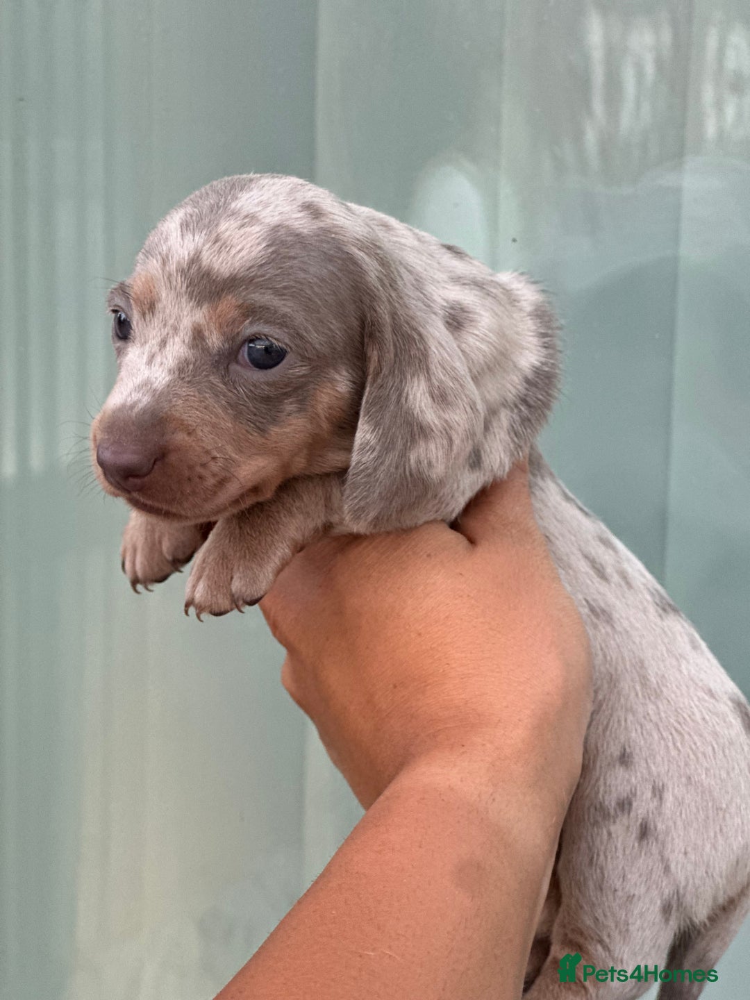 Miniature Dachshund dogs for sale: Isabella and tan dapple miniature dachshunds - Image 19