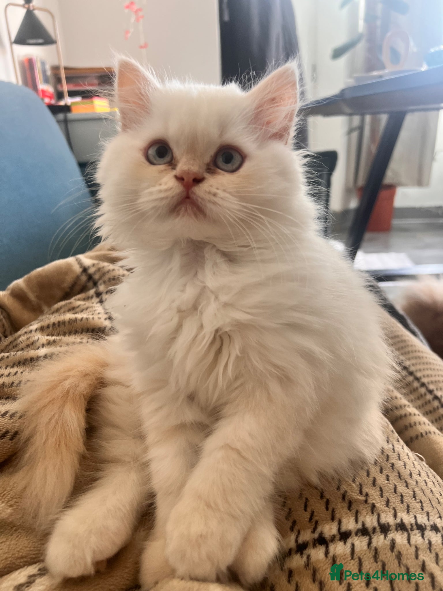 British Longhair cats One boy left Persian Mum / Registered BLH Dad - Advert 16