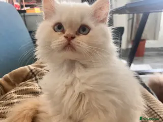 British Longhair cats One boy left Persian Mum / Registered BLH Dad - Advert 16