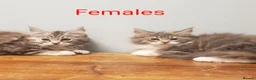 Maine Coon cats for sale: Pure Maine Coon Kittens Registered  - Advert 3