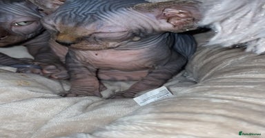 Sphynx cats - Advert 8