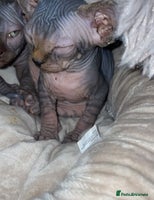 Sphynx cats - Advert 8