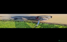 Cane Corso dogs for sale: Cane Corso pups for sale  - Advert 9