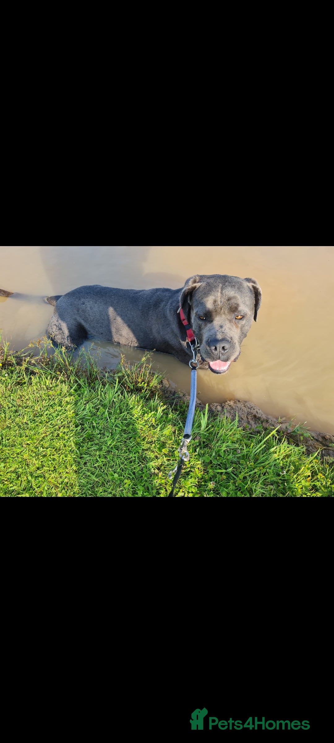 Cane Corso dogs for sale: Cane Corso pups for sale  - Advert 9