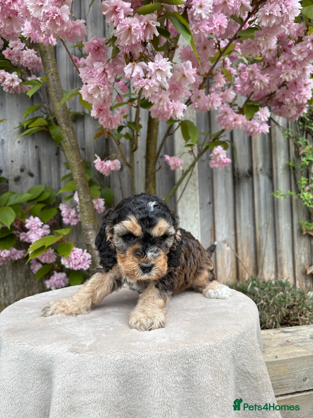Cockapoo dogs for sale: Gorgeous Cockerpoos  in Oldbury - Advert 2