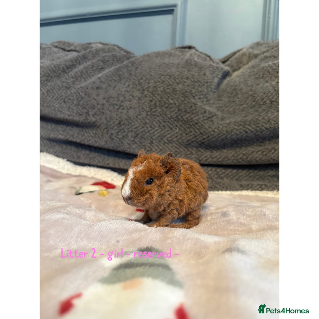 Guinea Pig rodents for sale: Beautiful baby guniea pig for sale Girls & Boys - Advert 7