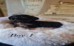 Shorkie dogs for sale: 9 stunning shorkie puppies - Image 7