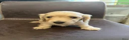 Miniature Dachshund dogs for sale: Exceptional KC Registered Miniature Dachshunds  - Advert 20