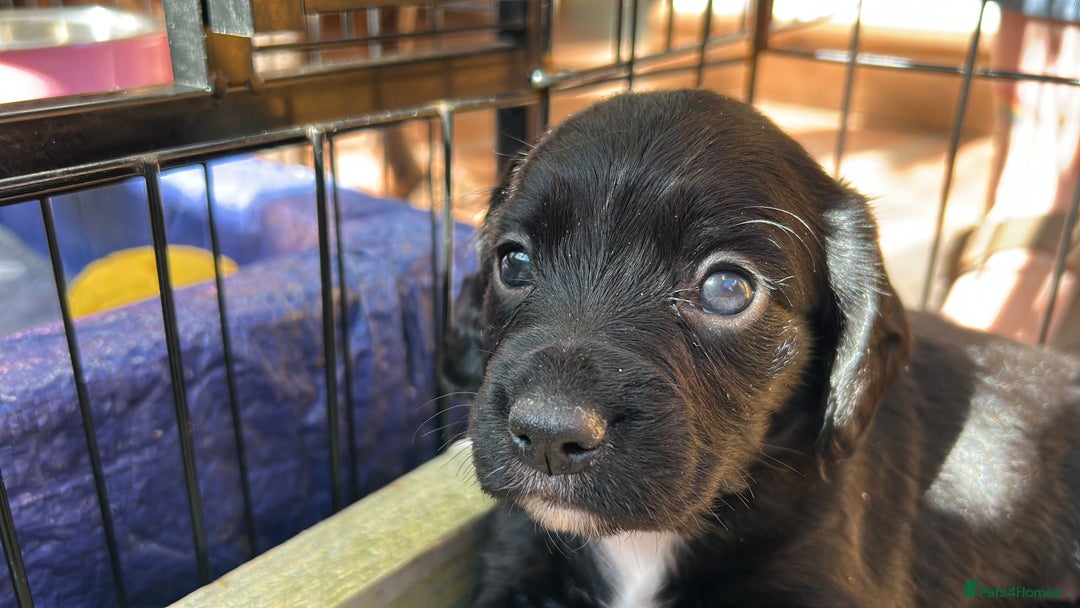 Sprocker dogs for sale:  Sprocker Spaniel READY TO LEAVE!!! 🐶 Only 1 left - Image 26