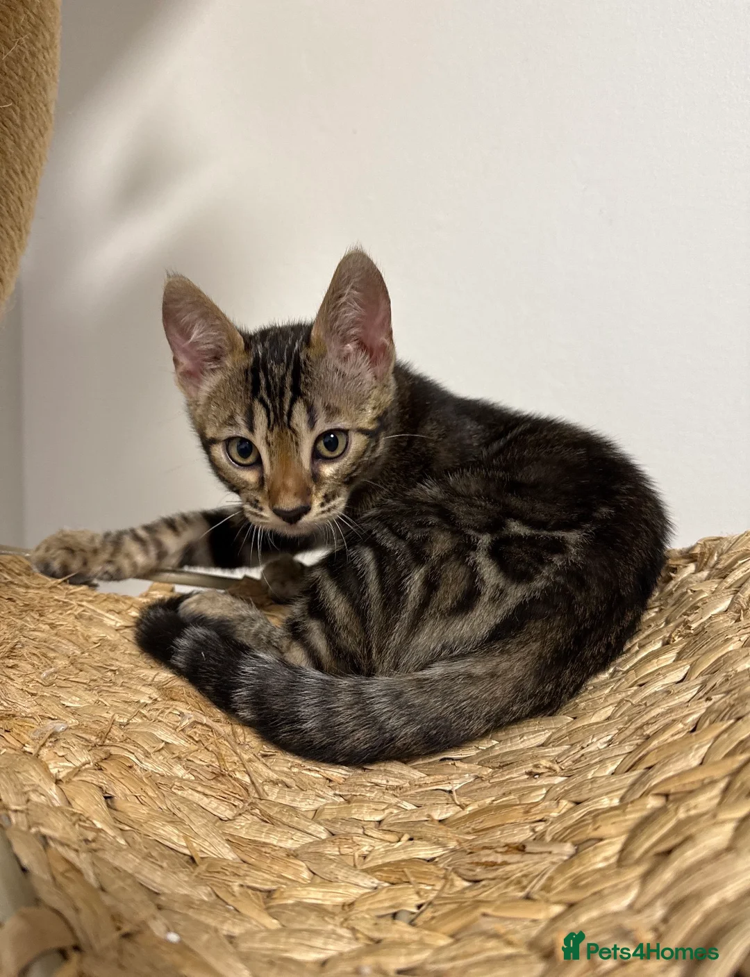 Bengal cats for sale: Unique Bloodline Bengals Tica Reg - Advert 2
