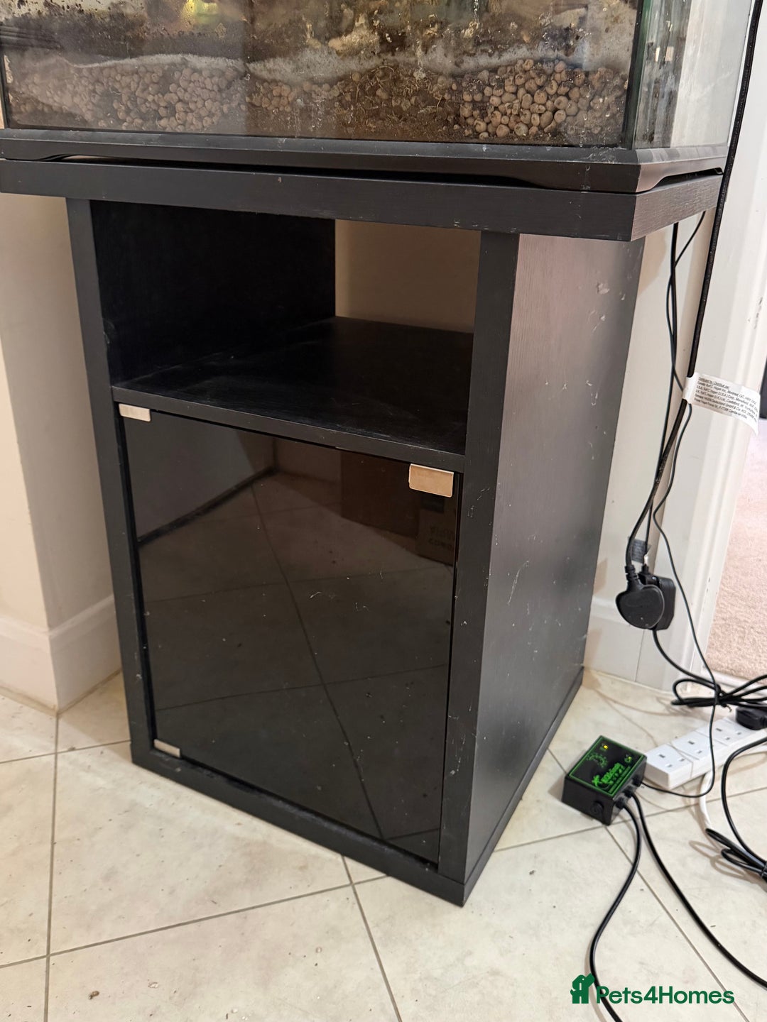 Gecko reptiles for sale: Male Moro Leachie Gecko With Set Up  - Advert 6