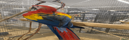 Macaws birds for sale: GORGEOUS VIBRANT BABY HANDREARED SCARLET  - Advert 5