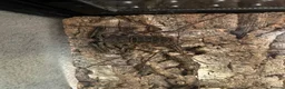 Scorpions invertebrates for sale: Tailless Whip Scorpion in Maidenhead - Advert 3
