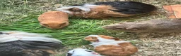 Guinea Pig rodents for sale: Baby Guinea pigs - Advert 3