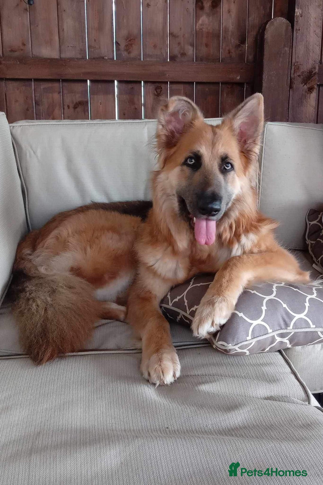 German Shepherd dogs for sale: 5* home needed - Advert 9