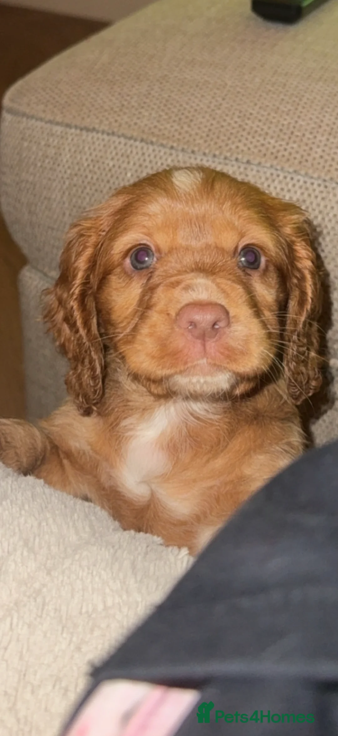 Cocker Spaniel dogs for sale: Cocker Spaniel Puppies - Advert 8