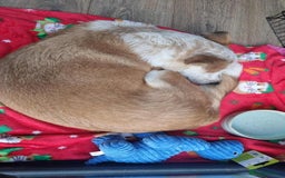 Mixed Breed dogs for adoption: Lynda for adoption - Image 2