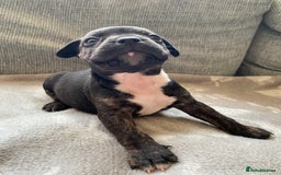 Mixed Breed dogs for sale: French bulldog x Staffordshire bull terrier - Image 12