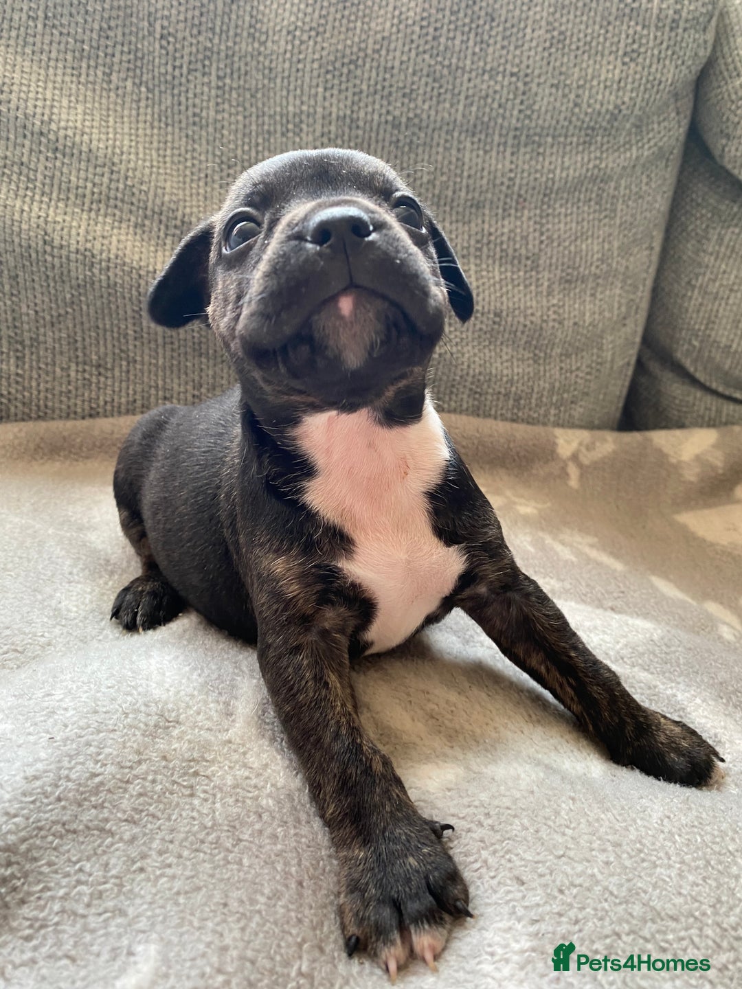 Mixed Breed dogs for sale: French bulldog x Staffordshire bull terrier - Image 12