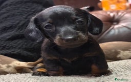 Miniature Dachshund dogs for sale: Three superb girls available NOW - Image 12