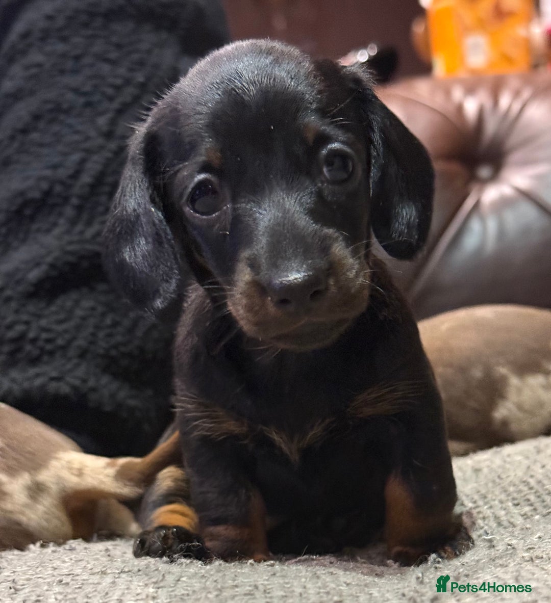 Miniature Dachshund dogs for sale: Three superb girls available NOW - Image 12