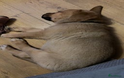 Mixed Breed dogs for sale: 3 x male puppies DDB x  - Image 1