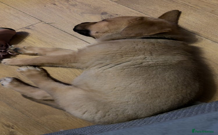 Mixed Breed dogs - Advert 16