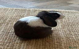 English Lop rabbits for sale: Acorn looking for a babysitter - Advert 1