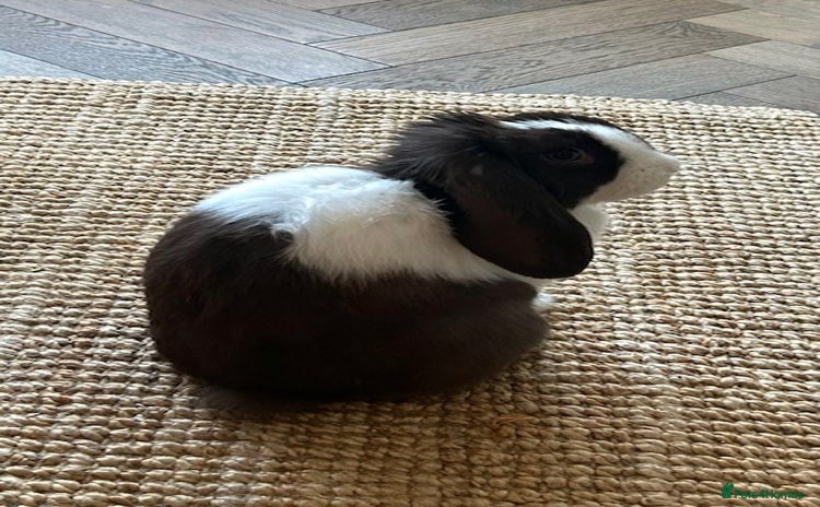 English Lop rabbits Acorn looking for a babysitter - Advert 2