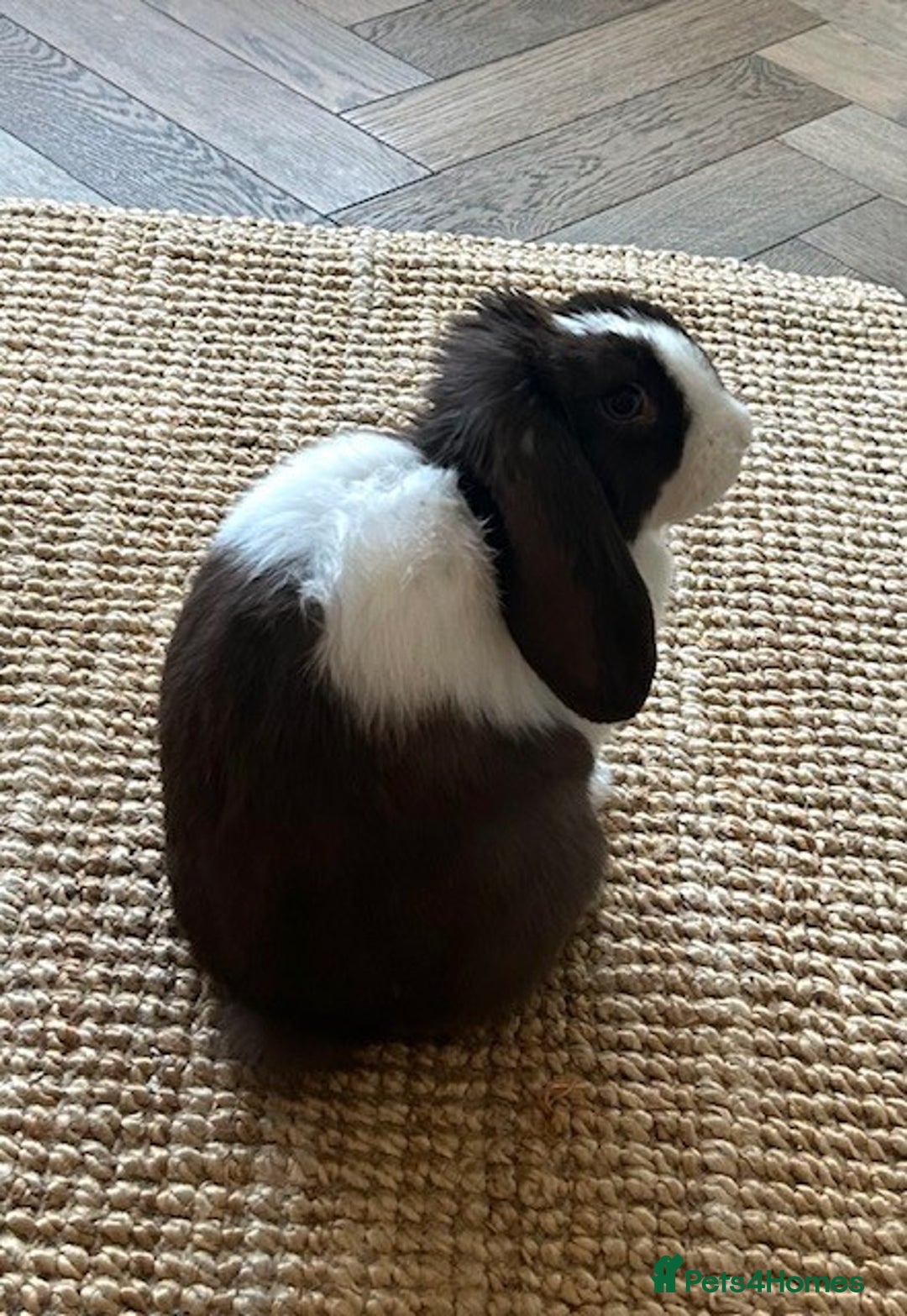 English Lop rabbits for sale: Acorn looking for a babysitter - Advert 1