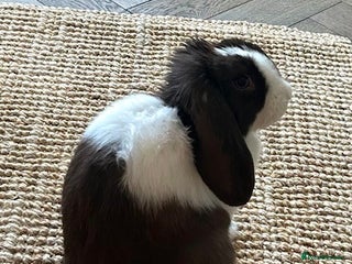 English Lop rabbits Acorn looking for a babysitter - Advert 3