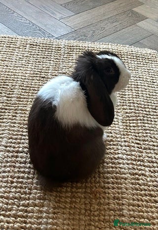 English Lop rabbits Acorn looking for a babysitter - Advert 1