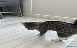 Mixed Breed cats for sale: Two kittens for sale - Image 5