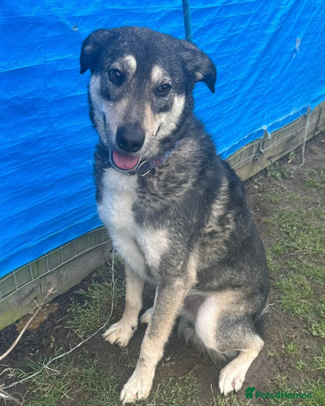 Mixed Breed dogs for adoption: Loveable Elmo in Wisbech - Advert 2