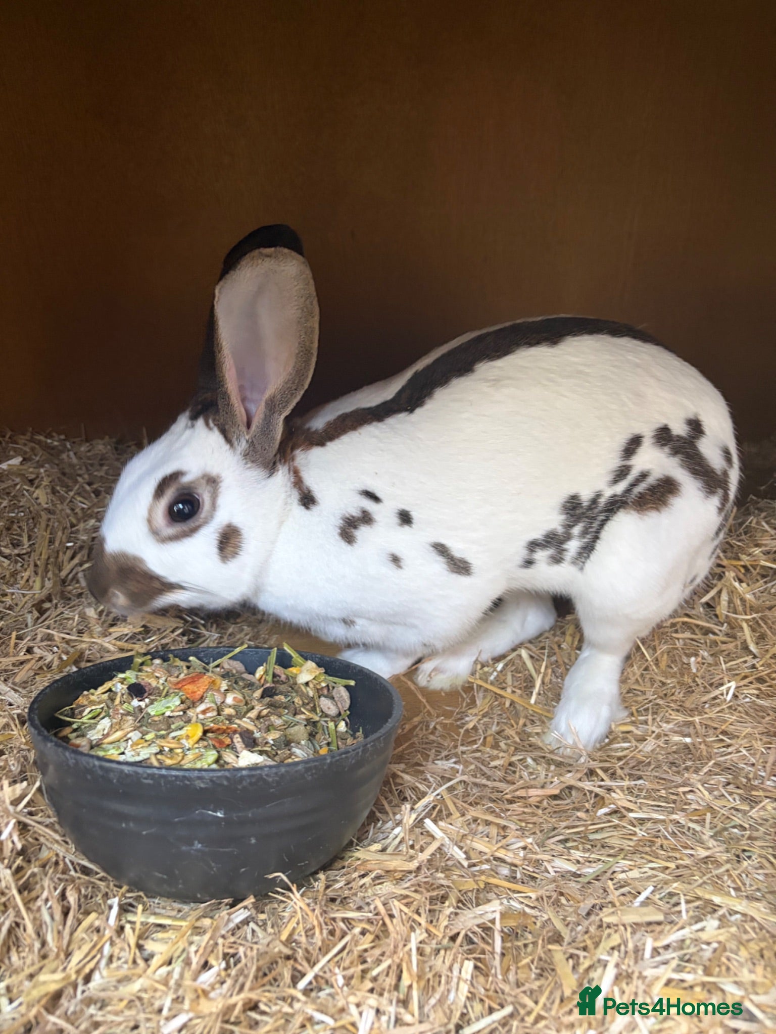 Mixed Breed rabbits Rex and English spots  - Advert 1