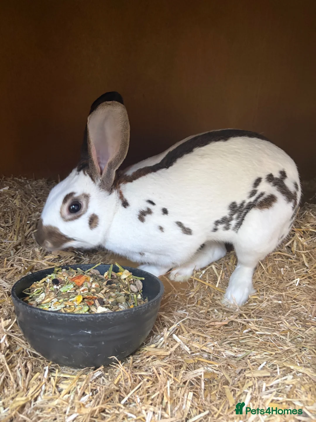 Mixed Breed rabbits for sale: Rex and English spots  - Advert 1
