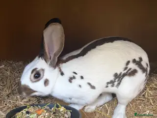 Mixed Breed rabbits Rex and English spots - Advert 1